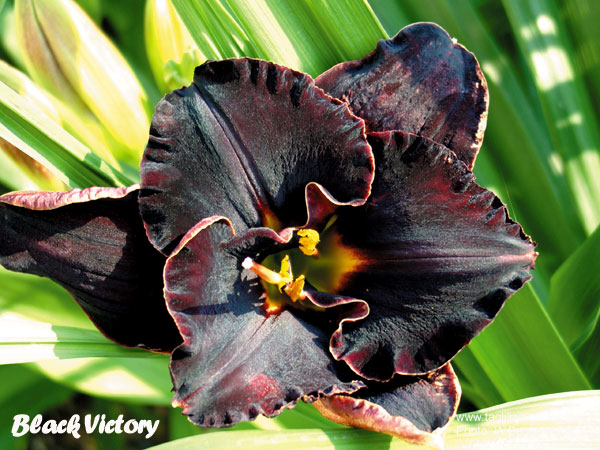 catalog/images/startseite/Black Victory1.jpg